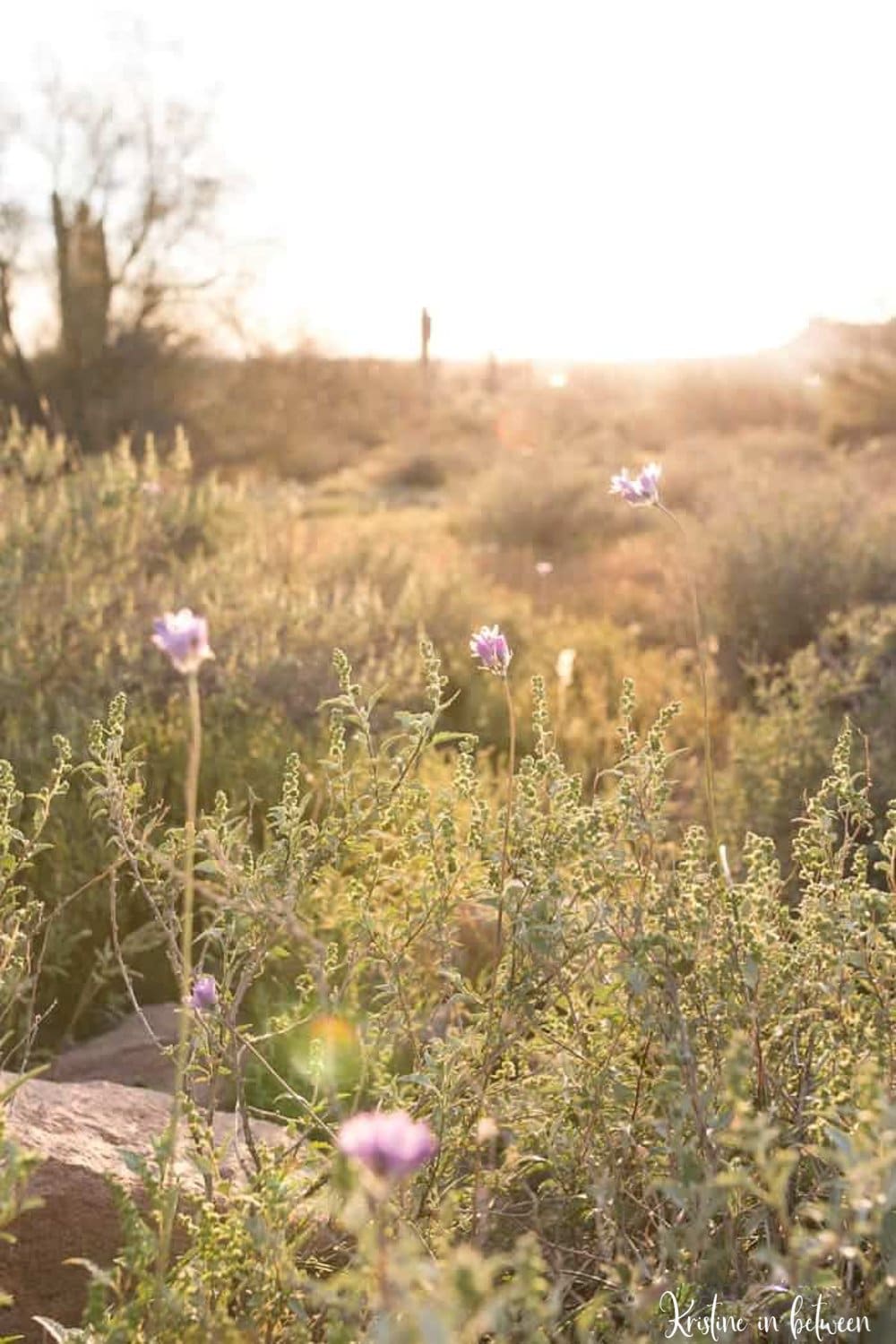 A sunlit desert with purple flowers and a saguaro cactus in the background