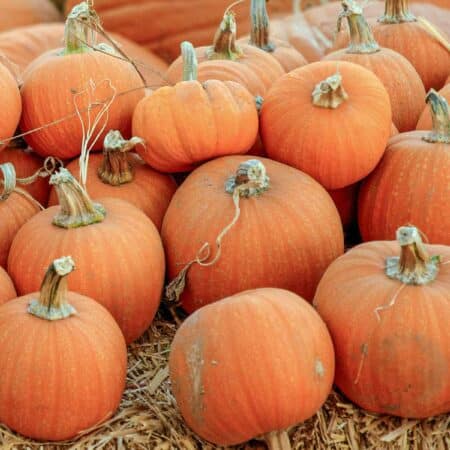 A stack of pumpkins sitting on hay bails.