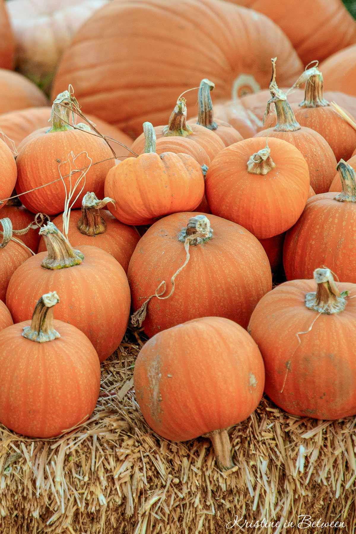 A stack of pumpkins sitting on hay bails.