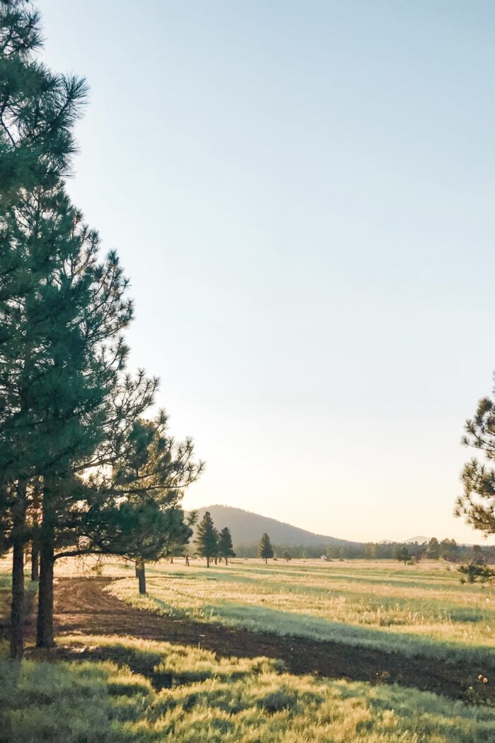 A pine tree in a mountain meadow with the sun peeking through.